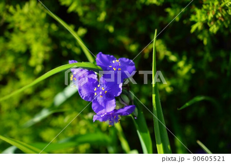 ムラサキツユクサ　(紫露草) 90605521