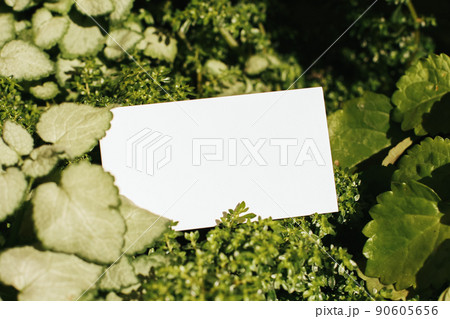 Flat card on leaves outside for web background design. White isolated background. Abstract landscape background. Happy holiday. Web banner template. Natural beauty. Flat card on leaves outside for web background design. White isolated background. Abstract landscape background. Happy holiday. Web banner template. Natural beauty. 90605656