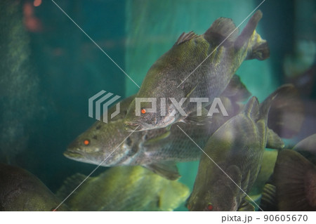 巨大な淡水魚アカメ 90605670