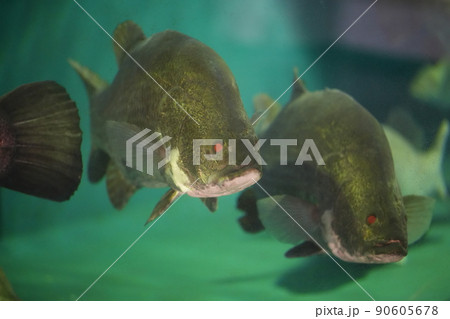 巨大な淡水魚アカメ 巨大な淡水魚アカメ 90605678