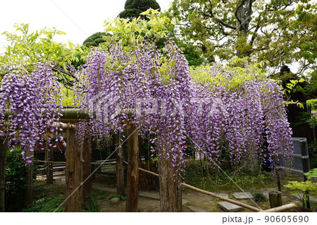 藤の花 藤の花 90605690