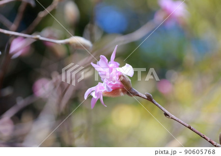 咲き始めのベニコブシ(シデコブシ、ヒメコブシ、ベニコブシ モクレン科) 咲き始めのベニコブシ(シデコブシ、ヒメコブシ、ベニコブシ モクレン科) 90605768