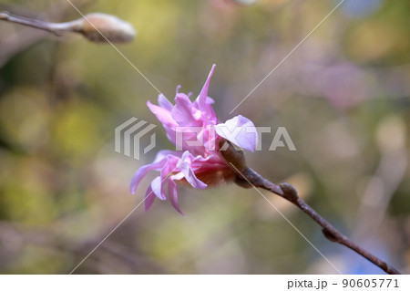 咲き始めのベニコブシ（シデコブシ、ヒメコブシ、ベニコブシ　モクレン科） 90605771