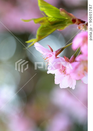 美しいピンク色のさくら 河津桜 美しいピンク色のさくら 河津桜 90605787
