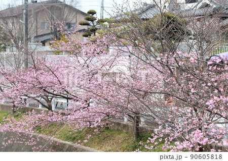 河川沿いに植えられた桜(加茂川 河津桜 愛知県 豊田市) 河川沿いに植えられた桜(加茂川 河津桜 愛知県 豊田市) 90605818