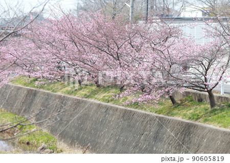 河川沿いに植えられた桜(加茂川 河津桜 愛知県 豊田市) 河川沿いに植えられた桜(加茂川 河津桜 愛知県 豊田市) 90605819
