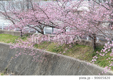 河川沿いに植えられた桜（加茂川　河津桜　愛知県　豊田市） 90605820