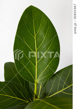 Ficus Altissima Variegated benghalensis Beautiful Leaf on white background isolated, green plant leaves  90605967