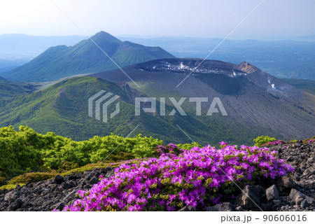 ミヤマキリシマ 咲く韓国岳 ミヤマキリシマ 咲く韓国岳 90606016