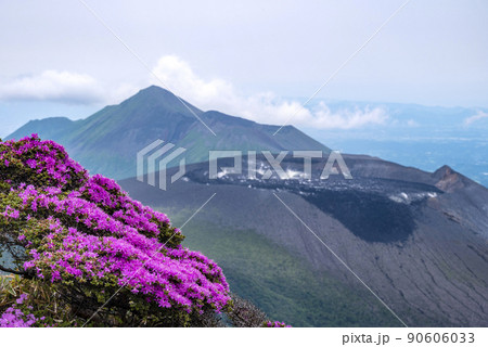 ミヤマキリシマ 咲く韓国岳 90606033