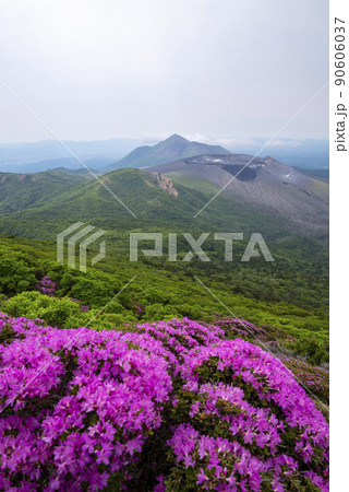 ミヤマキリシマ 咲く韓国岳 ミヤマキリシマ 咲く韓国岳 90606037
