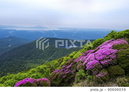 ミヤマキリシマ 咲く韓国岳 90606039