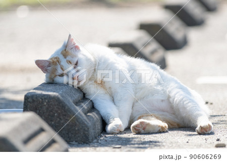 ユニークなポーズでくつろぐ猫 90606269