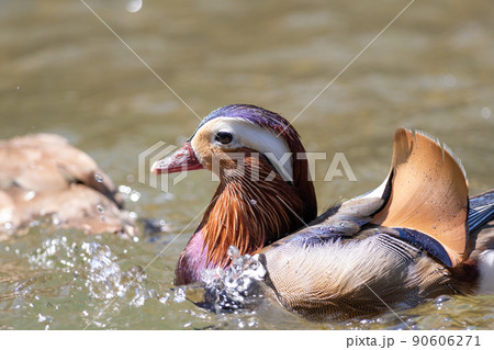 オシドリ オス オシドリ オス 90606271