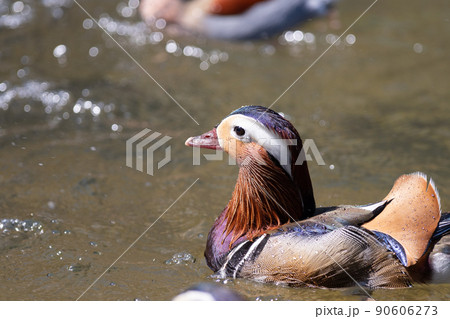 オシドリ　オス 90606273