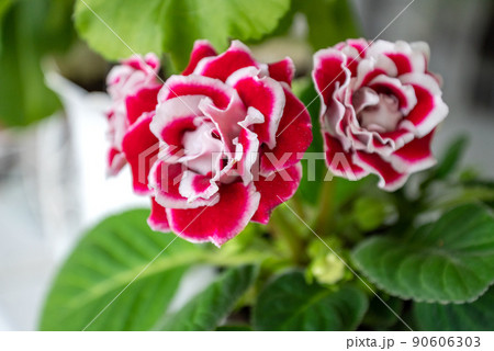 Potted gloxinia houseplant with pink flowers green leaves and pink flower close up 90606303