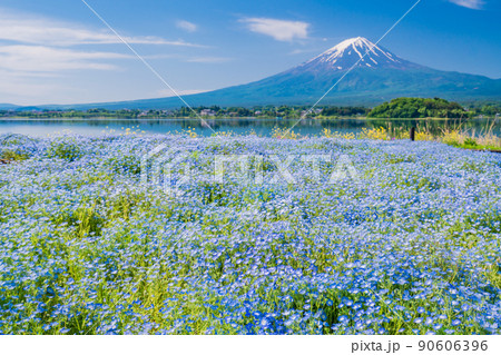 （山梨県）ネモフィラ咲く大石公園から、富士山 90606396