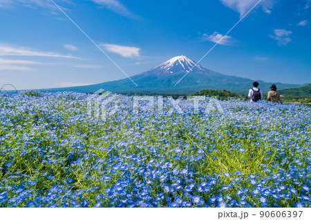 （山梨県）ネモフィラ咲く大石公園から、富士山 90606397