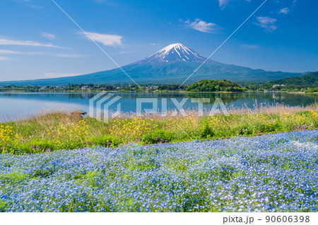 （山梨県）ネモフィラ咲く大石公園から、富士山 90606398
