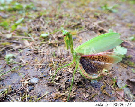 威嚇するカマキリ5 90606522