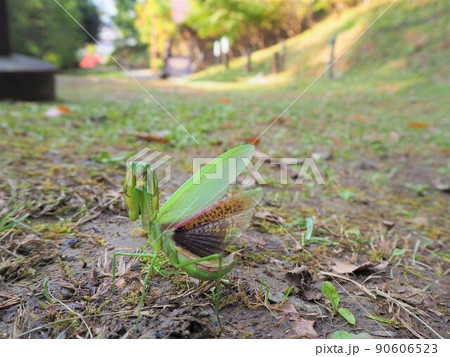 威嚇するカマキリ6 90606523
