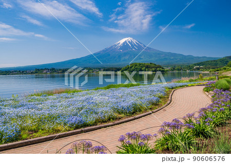（山梨県）大石公園の花畑、遊歩道から望む富士山 90606576