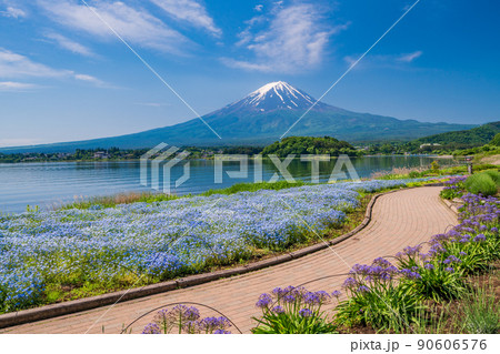 (山梨県)大石公園の花畑、遊歩道から望む富士山 (山梨県)大石公園の花畑、遊歩道から望む富士山 90606576