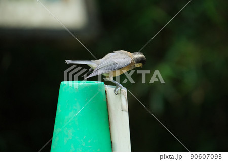 ヤマガラの幼鳥　野鳥　野鳥観察 90607093
