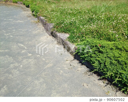 砂地の公園と植物 90607502