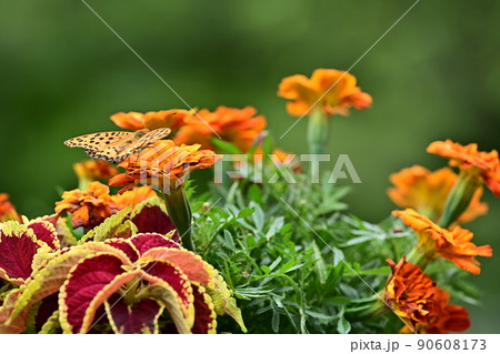 鮮やかな花壇　花に集まる蝶の姿　ツマグロヒョウモン　背景色は緑色 90608173