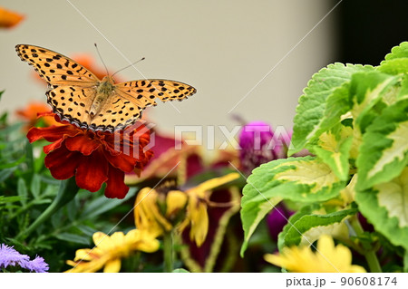 鮮やかな花と蝶の舞　ツマグロヒョウモン　背景色は薄いグレー 90608174