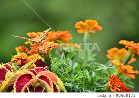 鮮やかな花壇　オレンジ色の花弁に集まる蝶々　ツマグロヒョウモン　背景色は緑色 90608175