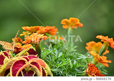 鮮やかな初夏の花壇　花壇に集まるツマグロヒョウモン　蝶の舞 90608176