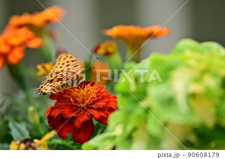 彩鮮やかな初夏の花壇　鮮やかな花弁と蝶の姿　翅を休めるツマグロヒョウモン　背景色はグレーの縞模様 90608179