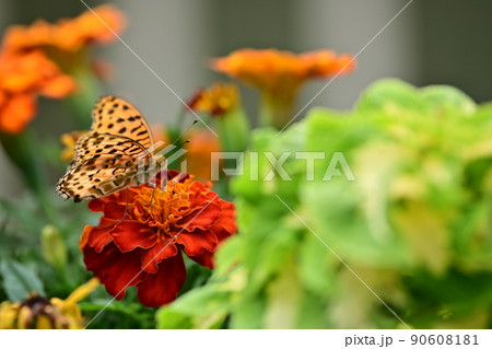 鮮やかな初夏の花壇に集まるツマグロヒョウモン　赤色の花弁で翅を休める蝶の姿　画面のインパクト 90608181