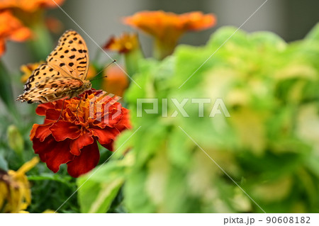 初夏の花壇　色鮮やか強い光　赤色の花弁で翅を休める蝶々の姿　ツマグロヒョウモンの舞 90608182