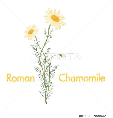 カモミールのイラスト・水彩風・精油＆アロマ 90608211