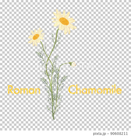 洋甘菊插圖、水彩風格、精油和香氣 90608211