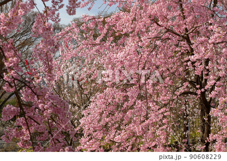 長野県小諸市丁 小諸城址公園懐古園さくらの広場の紅枝垂れ桜とソメイヨシノ 長野県小諸市丁 小諸城址公園懐古園さくらの広場の紅枝垂れ桜とソメイヨシノ 90608229