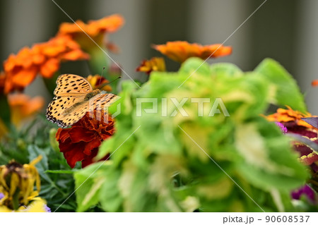 色鮮やか初夏の花壇に集まるツマグロヒョウモン　蝶の華麗な舞　赤とオレンジ色の花弁 90608537