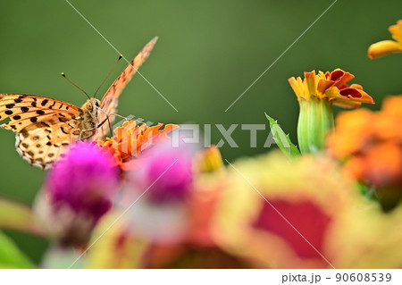 鮮やかな初夏の花壇に集まる蝶の姿　鮮やかな花をよじ登るツマグロヒョウモン　蜜を求めて舞う姿が可愛い 90608539