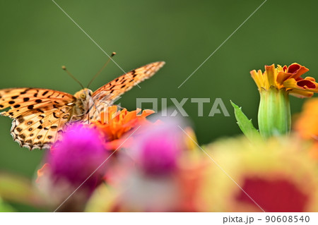 鮮やかな初夏の花壇　花の階段を登る蝶の姿　ツマグロヒョウモンの舞う姿　蜜を求めて 90608540