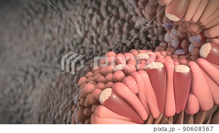 Division and growth of cancerous cells 90608567