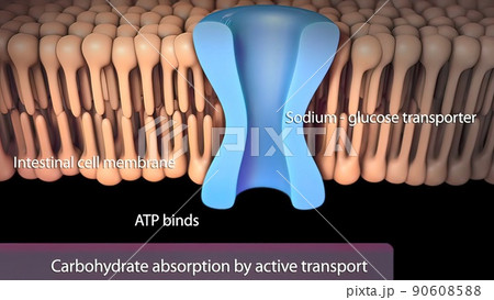 In the small intestine, pancreatic amylase begins to break down polysaccharides into disaccharides. 90608588