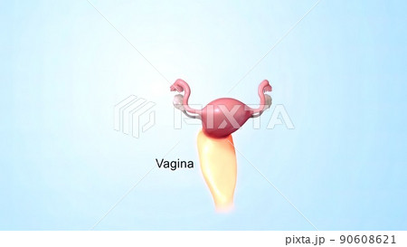 Female reproductive organ, sperm entering the canal 90608621