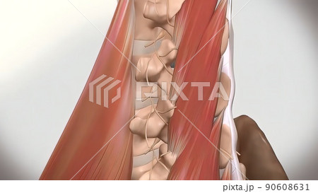 Chronic Low Back Pain. showing pain in the lower back 90608631