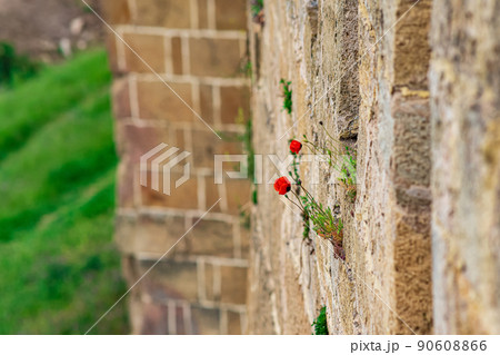 wall of an old castle with poppy flowers growing in the cracks of the masonry wall of an old castle with poppy flowers growing in the cracks of the masonry 90608866