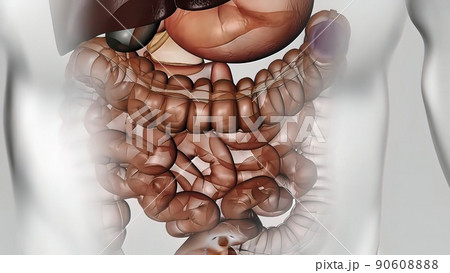 Crossing of the intestines of food Crossing of the intestines of food 90608888