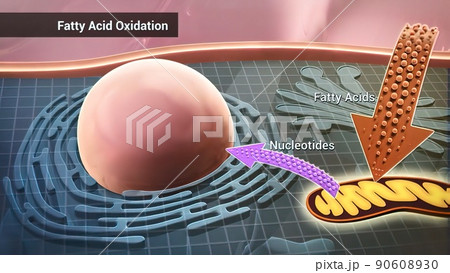 Cell structure and components, mitochondria, nucleus and cytoplasm 90608930