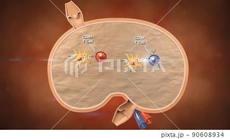 Cell Mediated Induction of Immune Response Cell Mediated Induction of Immune Response 90608934